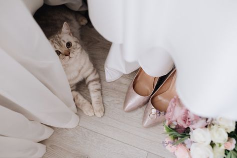 Cat On Wedding Day, Cat Wedding Photos, Cat In Wedding, Cat Wedding Ideas, Pet Wedding Photos, Cat Wedding, Korean Wedding, Grey Cat, Wedding Pets