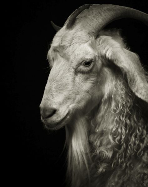 Glorious portraits reveal the human side of goats and sheep : TreeHugger A Goat, Goats, Sydney, Black And White, Hair, White, Black