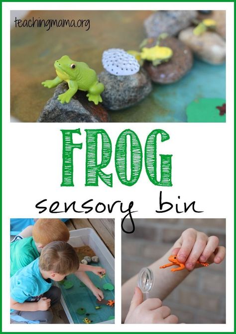 Frog Life Cycle Sensory Bin -- learn about frogs with a hands-on sensory bin! Frog Sensory Bin, Frog Unit Study, Frogs Preschool, Frog Activities, Frog Life Cycle, Life Cycles Activities, Lifecycle Of A Frog, Frog Life, Frog Theme