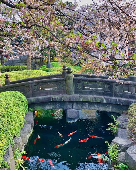 @verita7d:「Japan 2019: 🌸 Garden with fishes and blossoming sakuras🌸🎏 #japantravelphoto #tokyotrip…」 Japanese Koi Pond, Lake Garden, Japan Garden, Kyoto Travel, Asian Architecture, Asian Garden, Koi Fish Pond, Japanese Koi, Japan Aesthetic