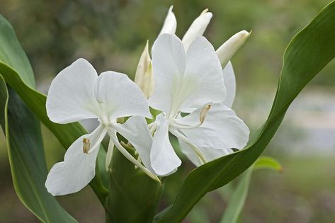 Noted for its intense, luxurious fragrance, award-winning Hedychium coronarium (White Ginger Lily) is an upright rhizomatous perennial boasting dense spikes, up to 8 in. long (20 cm), of very fragrant, white butterfly-like flowers in late summer and early fall. Each flower lasts about one day, but several hundred flowers can appear during a 6-week period. The deliciously scented blossoms are borne at the tips of upright stems and rise above the foliage of mid-green, lance-shaped leaves, up to 2 Ginger Lily Plant, Hedychium Coronarium, Plants That Repel Bugs, Lily Plant, Ginger Lily, Ginger Plant, Floating Plants, Plant Propagation, Lily Plants