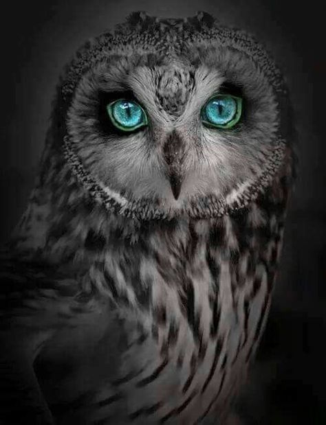 Owl with Blue Green eyes Regard Animal, Regnul Animal, Owl Pictures, Beautiful Owl, Cheshire Cat, Pretty Birds, Cute Owl, Colorful Birds, Amazing Photos