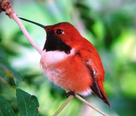 Red Hummingbird (I'm sure it has a more formal name... I'm just not sure what it is.) If you know, please comment! Red Hummingbird, Hummingbird Pictures, Bird Sitting, Kinds Of Birds, All Birds, Bird Pictures, Exotic Birds, Pretty Birds, Red Birds