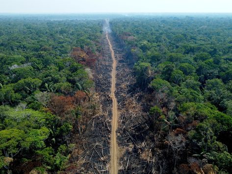 Brazilian Amazon deforestation up 150% in Bolsonaro’s last month | Environment News Check more at https://famespider.com/brazilian-amazon-deforestation-up-150-in-bolsonaros-last-month-environment-news/ Amazon Deforestation, Seasons Months, France Culture, American Giant, Biome, Belem, Amazon Rainforest, South American, Bolivia