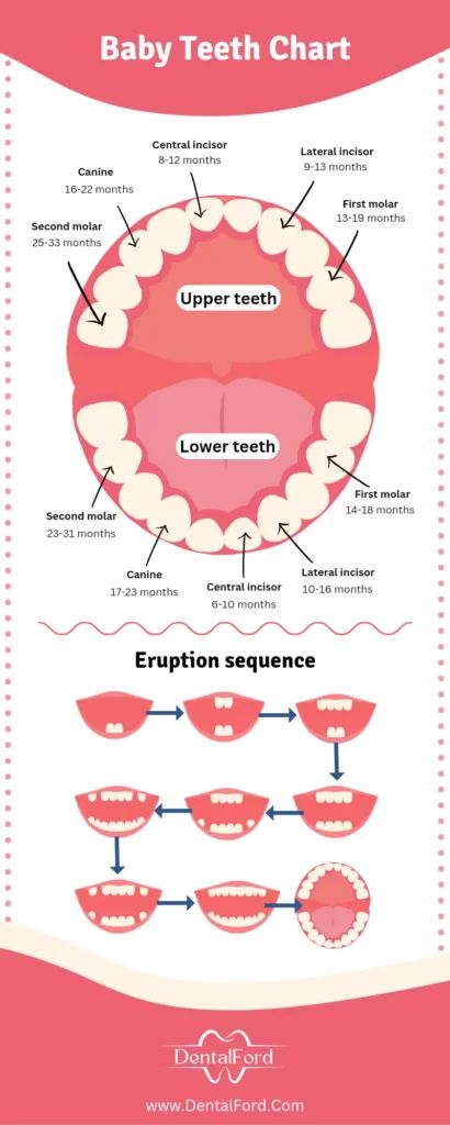 Tooth Eruption Chart, Sequence, and Timeline Full Guide Tooth Eruption Chart, Teeth Eruption Chart, Dental Assistant School, Teeth Eruption, Formula Chart, Dentist Art, Tooth Chart, Study Flashcards, Dental Assistant