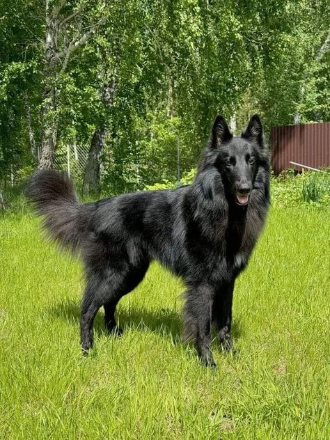 Groenendael Lovers & Owners | Rating this photograph from 0-10 ❤ | Facebook Belgian Shepherd Groenendael, Blue Wolf, Belgian Sheepdog, Belgian Shepherd, Followers On Instagram, Wolf Dog, Dog Portraits, Dog Life, Animal Photography