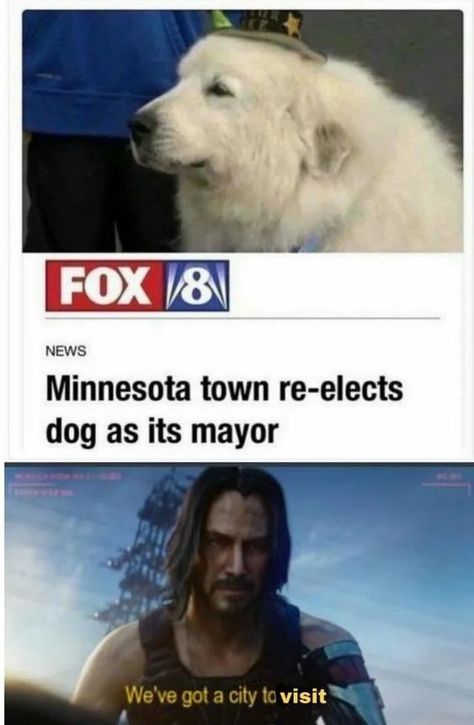 Funny News Headlines, Funny Headlines, Love Memes Funny, News Memes, Best Funny Photos, Hilarious Photos, 10 Funniest, Funny Dog Memes, Funny News