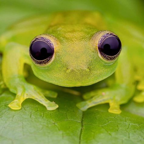 Glass Frog, Photo By Peter Grob Frog Photo, River Turtle, Tortoise Beetle, West Sumatra, Mount Etna, Glass Frog, Old Oak Tree, Natural Ecosystem, The Natural World