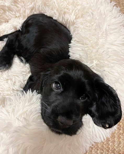 Black Cocker Spaniel Puppy, Black English Cocker Spaniel, Black Cocker Spaniel Aesthetic, Working Cocker Spaniel Puppies, English Cocker Spaniel Aesthetic, English Cocker Spaniel Black, Cocker Spaniel Aesthetic, Black Cocker Spaniel Puppies, Cooker Spaniel