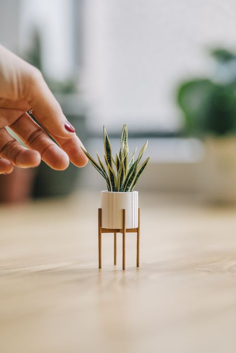 Paper Artist Creates Handmade Plant Sculptures That Fit on Your Fingers – Miif Plus Venus Flytrap, Doll Furniture Diy, Paper Plants, Doll House Plans, Mini Doll House, Doll House Crafts, Handmade Plant, Dollhouse Miniatures Diy, Tiny Plants