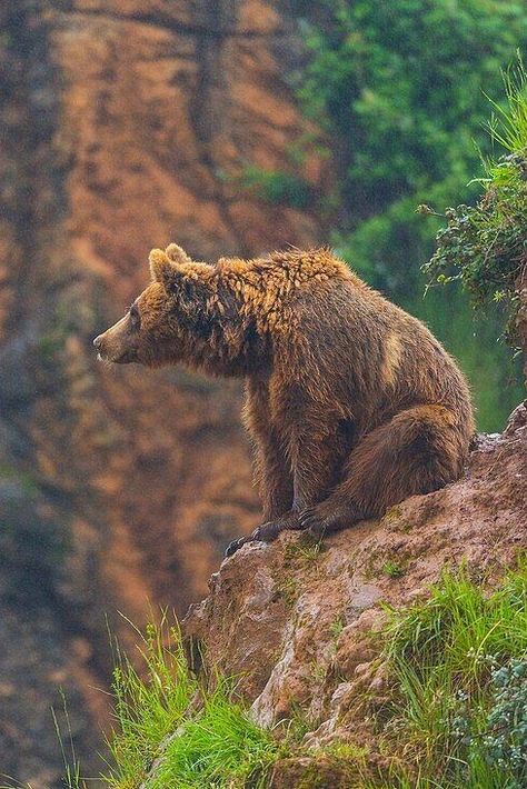 Bears In The Wild, Brown Bear Photography, Bear Poses Reference, Cool Animal Photos, Bear Looking Up, Forest Animals Aesthetic, Bear Side Profile, Bear Cute Drawing, Bear Side View