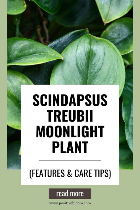 Scindapsus Treubii Moonlight Plant (Features & Care Tips) Moonlight Plant, Scindapsus Treubii Moonlight, Treubii Moonlight, Peperomia Plant, Alocasia Plant, Calathea Plant, Prayer Plant, Pothos Plant, Jade Plants