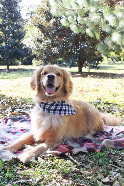 No Sew Flannel Dog Bandana DIY Diy Dog Bandana No Sew, Bandana Photoshoot, Christmas Dog Ideas, Diy Dog Bandana, Wearing Bandana, Dog Bandana Diy, Bandanas Diy, Flannel Dog Bandana, Train A Puppy