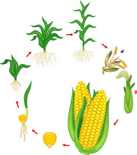 Plant Growth Stages, From Seed To Plant, Maize Plant, Seed To Plant, October Lessons, Science Experience, Corn Maize, Seed Cycling, Corn Plant