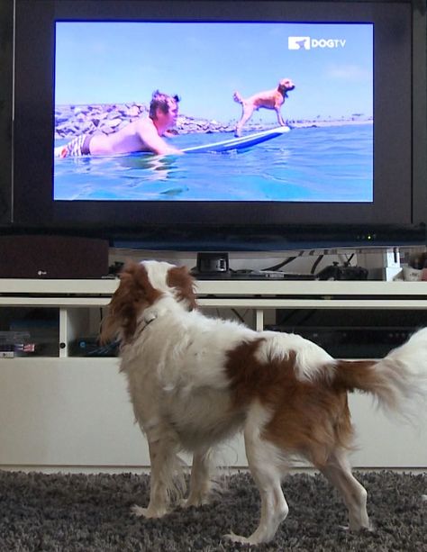 DogTV Photo Dog Tv, Sling Tv, What Dogs, Digital Tv, My Pet, Animal Behavior, Tv Channels, Close To Home, Reading Time