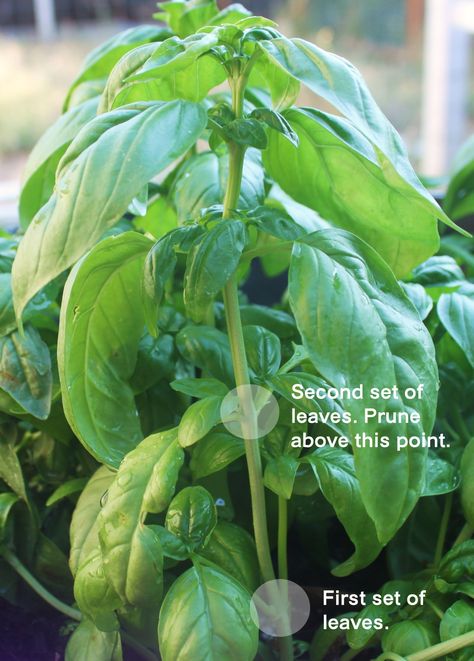 How To Prune Basil, Prune Basil, Propagate Basil, Pruning Basil, Organization Drawers, Pallet Gardening, Basil Plant, Meteor Garden 2018, Veg Garden