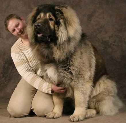 Caucasian Ovcharka Dog Info, Temperament, Puppies, Training, Pictures Caucasian Shepherd Dog, Caucasian Shepherd, Expensive Dogs, Big Dog Breeds, Huge Dogs, Tibetan Mastiff, Giant Dogs, English Mastiff, Dog Facts