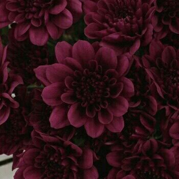 Maroon Aesthetic, Burgundy Aesthetic, Burgundy Flowers, Flower Spray, Red Aesthetic, Burgundy Color, Chrysanthemum, Aesthetic Photo, Pretty Flowers