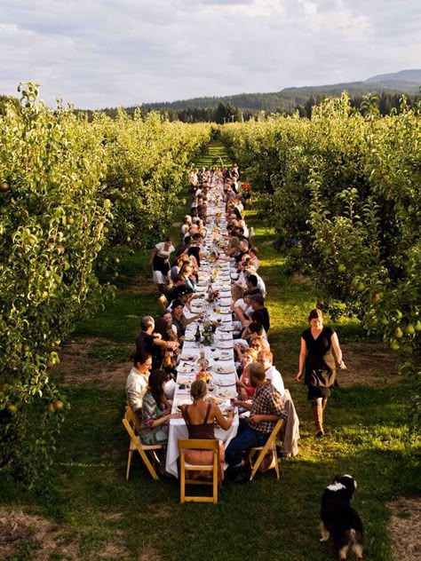 Tent Decor, Desain Pantry, 2025 Wedding, Outdoor Dinner, בר מצווה, Apple Orchard, Long Table, Garden Parties, Vineyard Wedding