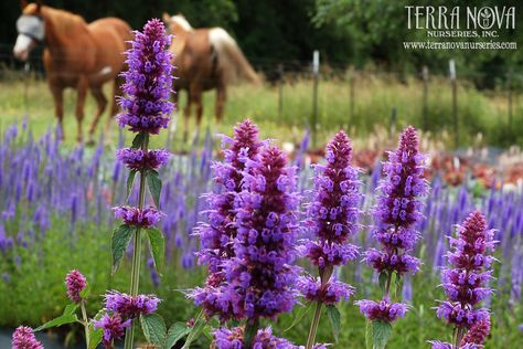 Agastache 'Blue Boa' - Luxurious deep violet blue flower spikes held over ultra green foliage. Unlike any other Agastache. The flower spikes are long, wide and extremely showy. It's a great perennial color spot for summer bloom. It's drought tolerant once established and attracts hummingbirds as well as butterflies. Giant Hyssop, High Country Gardens, Long Blooming Perennials, Sun Loving Plants, Flower Spike, Herbaceous Perennials, How To Attract Hummingbirds, Drought Tolerant Plants, Violet Flower