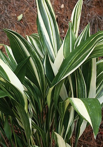 Variegated aspidistra/CAST IRON PLANT Aspidistra Elatior, Shade Loving Plants, Cast Iron Plant, Shade Gardening, Foliage Leaves, Zone 9, Victorian Times, Iron Plant, Variegated Plants