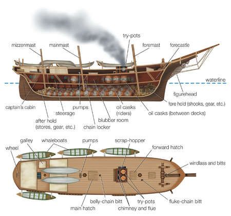 Cross-section of an early 19th-century whaler Whaling Ships 19th Century, Whaling Ship, Boston Market, Ship Map, Ship Drawing, New Bedford, Wooden Ship, Boat Plans, Boat Design