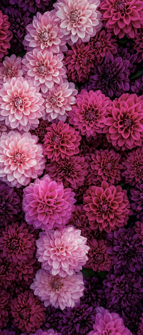 Dahlia Wallpaper, Flor Iphone Wallpaper, Iphone Wallpaper Stills, Vintage Flowers Wallpaper, Floral Wallpaper Phone, Wallpaper Nature Flowers, Montage Photo, Flower Background Wallpaper, Beautiful Bouquet Of Flowers