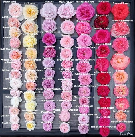 Decor Garden Ideas, Green Therapy, Modern Gardening, Peony Colors, Rose Garden Design, Flower Chart, Heirloom Roses, Rose Varieties, Flower Colors