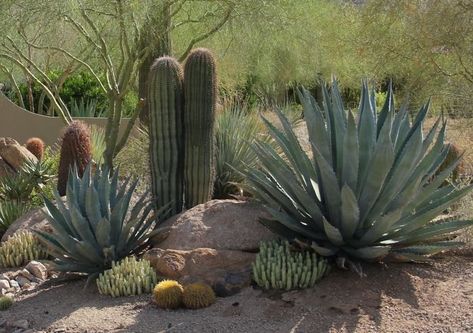 Desert Landscape Design, Cactus Garden Landscaping, Desert Backyard, Xeriscape Landscaping, Kaktus Dan Sukulen, Arizona Backyard, Succulent Landscape Design, Arizona Landscape, Succulent Landscaping