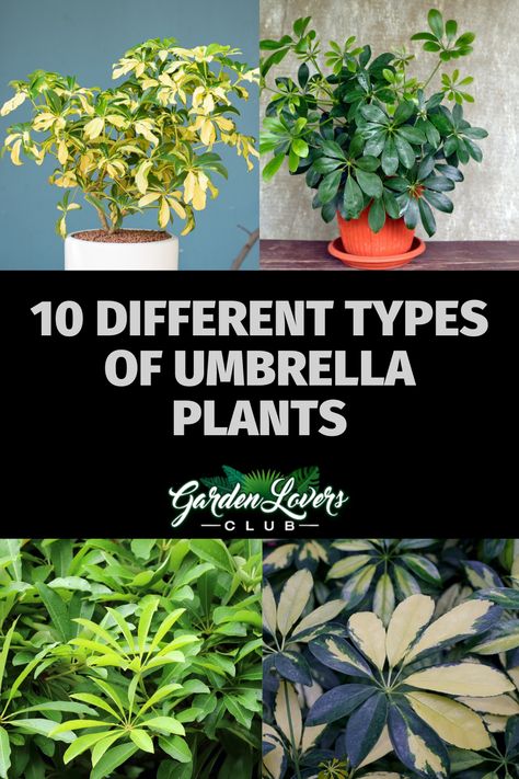 There are many varieties of umbrella plants that you can choose from, whether you want a small shrub or a tall plant with long leaves. The best part about Schefflera though is you can control its growth, making it perfect as a bonsai tree. Here’s a list of 10 different types of umbrella plants that you can easily grow! Variegated Umbrella Plant, Umbrella Tree Houseplant, Schefflera Plant, Inside Gardening, Plant Knowledge, Money Tree Plant, Umbrella Plant, Umbrella Tree, Tall Plant