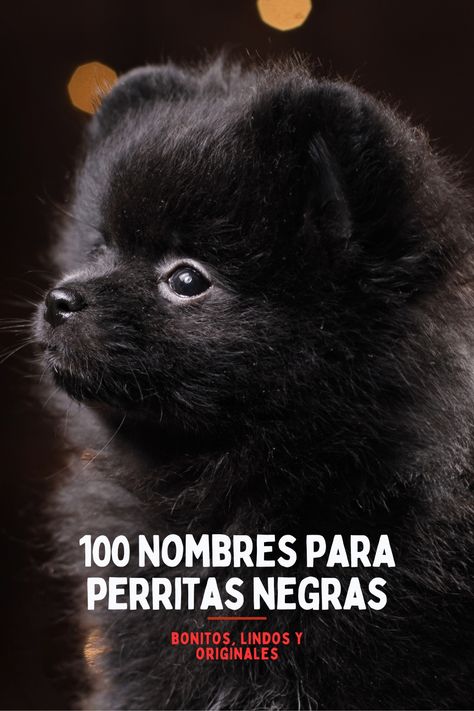 Nombres para perros hembra negras muy bonitos y originales Quick Saves