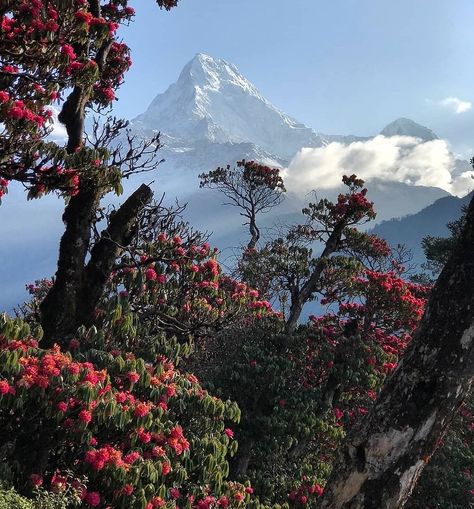 Beauty of Nepal 💚 If you are planning to do Short Hiking around in Nepal himalaya please contact me. I will organise your trip and guide you via @nepalhikingofficail Lets save our mountains together 💪💪. E-mail :sanjibtrekguide@gmail.com WhatsApp +9779841613822 #Letscleanupnepal #Actnowfortomorrow #Everystepcounts #Landscape #Leavenotrace #Leaveonlyfootprints #poonhill #Annapurna #ghorepanipoonhilltrek #rhododendron #Mountain #Himalayan #Himalayas #Landscape #mygreentripfornepal #flow Farm Village, Annapurna Base Camp, Pink Wallpaper Backgrounds, Nepal Travel, Mountain Wallpaper, Mountain Photography, Drone Photos, Base Camp, Mountain Hiking