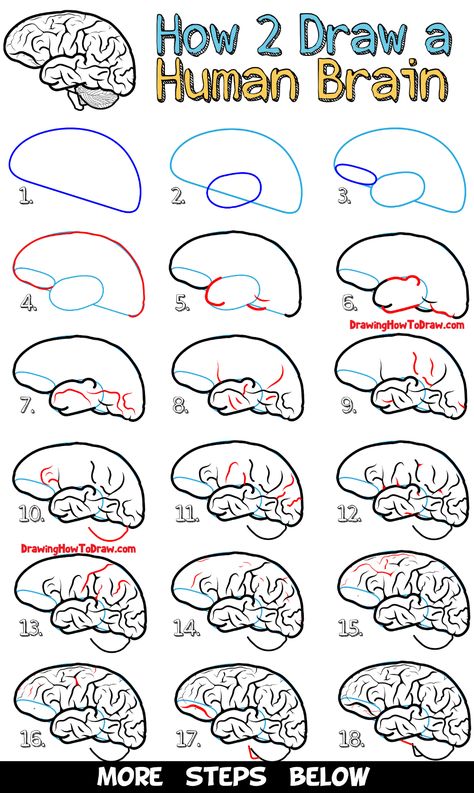 How to Draw a Human Brain - Easy Steps Drawing Lesson for Beginners - How to Draw Step by Step Drawing Tutorials How To Draw A Human Brain, How To Step By Step Draw, Brain Drawing Tutorial, Brain Drawing Step By Step, Easy Drawing Guides.com, Easy Brain Drawing, Brain Sketch Simple, Drawing A Brain, How To Draw Organs