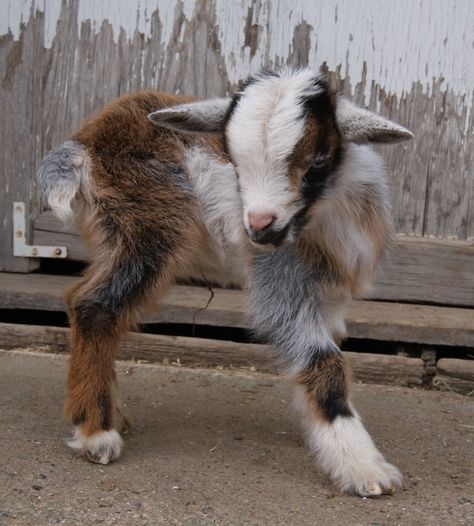 Pygmy Goats, Mini Goats, Billy Goats Gruff, Stormy Skies, Pygmy Goat, Baby Farm Animals, Baby Goat, Cute Goats, Big Rock