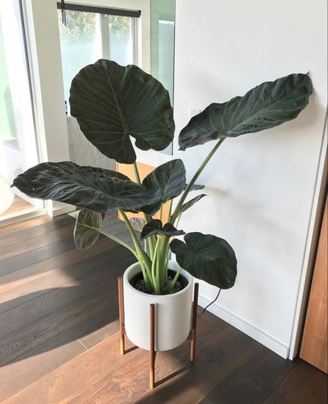 @miamifoliage on Instagram: “We love the delicate yet bold look of the beautiful Alocasia “Regal Shield”  Now up on the website!  MiamiFoliage.com” Minimal Beauty, Alocasia Plant, October 5, Plant Life, Plant Lover, Home Decor Styles, Feng Shui, Our Love, Indoor Plants