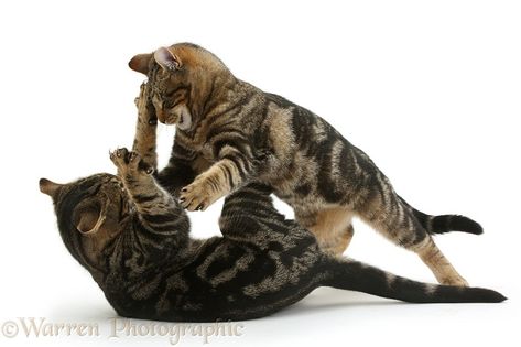 Cats Playing, Cat Anatomy, Tabby Cats, 4 Months Old, Warrior Cat Drawings, Cat Reference, Warrior Cats Art, Exotic Animals, Cat Pose