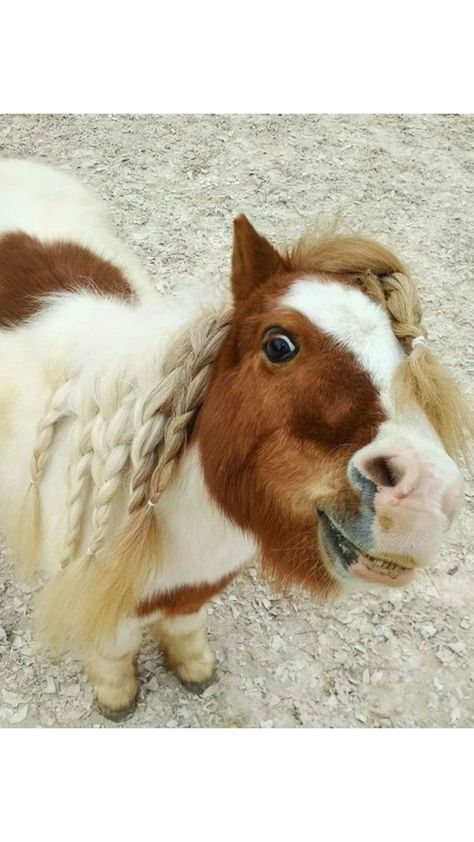 Mini Shetland Pony, Luxury Horse Barns, Miniature Ponies, Funny Horse Pictures, Tiny Horses, Pony Breeds, Cute Horse Pictures, Horse Riding Tips, Mini Pony