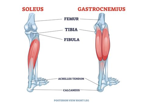 The Posterior Compartment: Gastrocnemius, Soleus, And The Plantaris | 3D Muscle Lab Plantaris Muscle, Soleus Muscle, Gastrocnemius Muscle, Lower Leg Muscles, Leg Bones, Lower Limb, Muscle Anatomy, Thigh Muscles, Leg Muscles