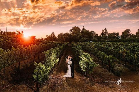 Best AFFORDABLE Temecula Wine Country Wedding Venue: Lorimar Vineyards and Winery Wine Country Wedding Venues, Temecula Wedding Venues, Wedding Walk, Winery Event, Winery Wedding Venue, Temecula Wedding, Country Wedding Venues, Wedgewood Wedding, Wedding Reception Locations