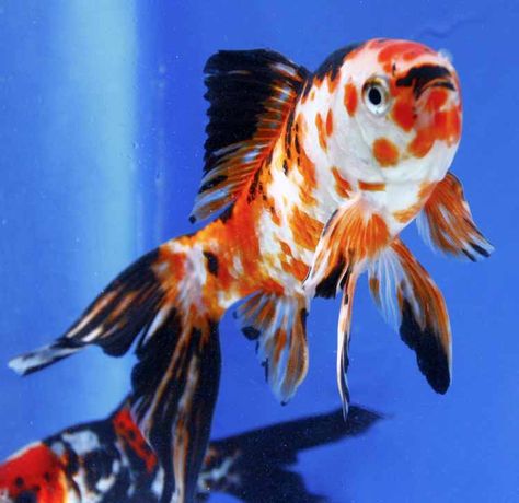 Goldfish Species, Shubunkin Goldfish, Common Goldfish, Fancy Goldfish, Goldfish Art, Goldfish Pond, Rare Fish, Freshwater Aquarium Fish, African Cichlids