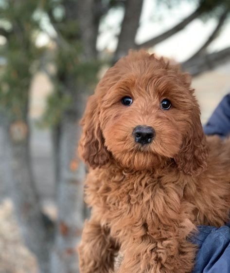 Cobberdog Australian, Red Labradoodle, Golden Labradoodle, Labradoodle Breeders, Australian Labradoodles, Labradoodle Puppies For Sale, Australian Labradoodle Puppies, Puppy Videos, Puppy Socialization