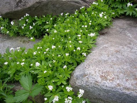 Galium Odoratum, Stepping Stone Paths, Sweet Woodruff, Spring Gardens, Bulk Herbs, Garden Board, Ground Covers, Gardening Inspiration, Garden Plan