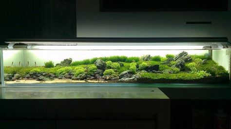 Long Aquarium Aquascape, Long Tank Aquascape, Long Aquascape, Long Aquarium, Freshwater Aquascape, Wall Framing, Amazing Aquariums, Taman Air, Aquascape Design