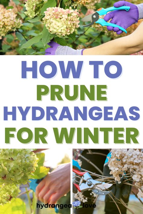 Hydrangea Winter Care, Winter Hydrangea, Hydrangea Plant Care, Prune Hydrangeas, Pruning Shrubs, Hydrangea Potted, Pruning Hydrangeas, Hydrangea Landscaping, Big Leaf Hydrangea