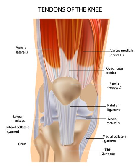 Knee Bones, Jumpers Knee, Knee Ligaments, Ligaments And Tendons, Knee Cap, Lifestyle Products, Conversion Rate, Orange And Purple, Anatomy