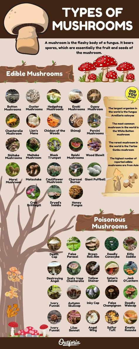 Edible Wild Mushrooms, Types Of Mushrooms, Growing Mushrooms At Home, Mushroom Identification, Poisonous Mushrooms, Wild Food Foraging, Edible Wild Plants, Edible Mushrooms, Mushroom Fungi