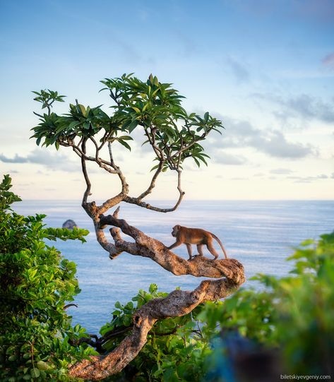 Cliff Beach, Kelingking Beach, Nusa Penida Bali, Animals In The Wild, Wild Landscape, Cedar Forest, Bonsai Styles, Nusa Penida, Tropical Rainforest