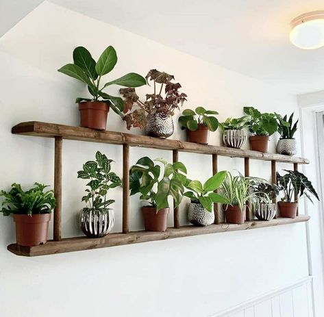 Plant Ladder, Plant Display Ideas, Old Ladder, Inside Plants, Plant Decor Indoor, House Plants Decor, Plant Shelves, Diy Plants, Plant Wall