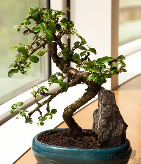 Fukien Tea (Carmona) Bonsai Care Tips Fukien Tea Tree Bonsai, Fukien Tea Bonsai, Bonsai Care, Tea Ideas, Lucky Bamboo, Indirect Sunlight, Living Art, Buy Plants, House Plants Indoor