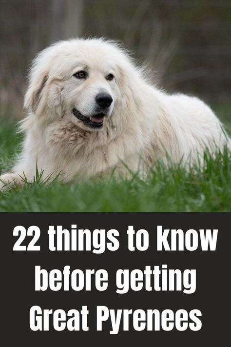 Great Paranise Dog, Grand Pyrenees Dog, Great Pryness Dog, Great Pyrenees Grooming, Great Peranease Dog, Great Pyrenees Christmas, Great Pyrnesse, Cats Apartment, Puppy Planning